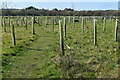 New tree planting behind Park Farm in SP5 2BE