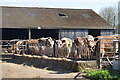 Cows in the yard at Manor Farm in SP5 2EW