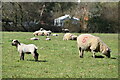 Sheep and lambs at Landford Wood in SP5 2EN