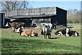 Cows at Landford Wood in SP5 2EN