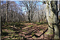 Beech Woods by the Core Burn in AB56 5LE