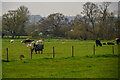North Curry : Grassy Field & Cattle in TA3 6BA