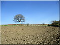 Lone tree and bare field below Bar Hill in G65 0SA