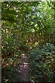 Footpath in dense woodland in ME15 0LN