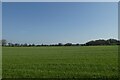 Farmland near Birch Tree Farm in Thirn