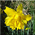 Double-flowered Daffodil in AB56 4DS