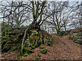 Old quarry and fantastic tree, Butterton in ST5 4FE