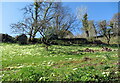 Spring Bulbs in garden at Danescombe in PL17 8DE