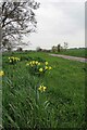 Crow Lane & Daffodils in CB10 1QB