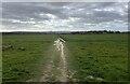 Track to Pulborough Brooks in West Sussex