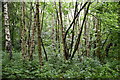 Dense woodland, Langley Park in SL3 6DG