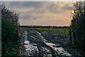 West Down : Muddy Track in EX34 8FH