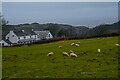 Ossaborough : Grassy Field & Sheep in EX34 7HD