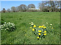 Daffodils near the River Beult in ME15 0SG