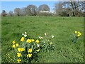 Daffodils and an orchid near the River Beult in ME15 0SG
