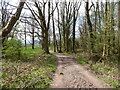 In Spring Coppice on Lyth Hill in Spring in SY3 0BT