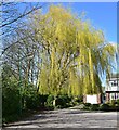 A fine weeping willow in spring leaf in L23 2UU