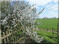 Blackthorn blossom in Spring in SY3 0BW