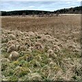 Rough pasture, bog and forest in EH48 3AH