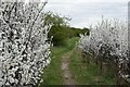 Path between blackthorn bushes in SS8 8PE