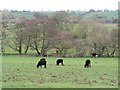 Cattle grazing at Hunton in Akebar