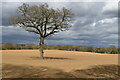 Tree in bare field between the Grimsteads in SP5 3RR