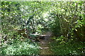 Footpath, Cinderhill Wood in TN12 7EQ