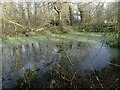 Pond in Five Acre Wood in TN17 4EU