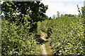 Footpath through vegetation in BN27 3RH