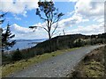 Forest road above Clynder in G84 0RL