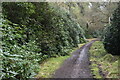 By-way lined with rhododendron bushes at Hamptworth in SP5 2EA