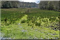 View along wetland strip in SP5 2EA