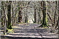 Path through sunlit woodland, Langley Wood in SP5 2PB