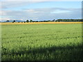 Field of oats near Benvie in DD2 5LD