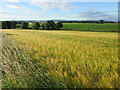 Field of Barley in DD2 5LF