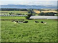 Cattle near Fifebanks in DD2 5LJ