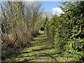 Public Footpath  alongside Garden Hedge in NR28 0NF