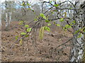 Silver birch young leaves and male catkins, Egypt Woods in SL2 3LQ