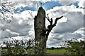Methwold Hythe: Broken tree fronting a recently ploughed field in IP26 4PJ