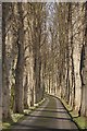 Tree-lined driveway to Askew House in DE65 6XR