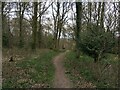 Path in Micheldever Woods in SO24 9UB
