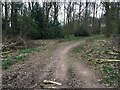 Path in Micheldever Woods in SO24 9UB