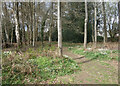 Woodland Walk by the Green in RG19 8FH