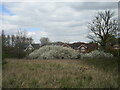 Blackthorn in flower, Upper Saxondale in Upper Saxondale