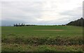 Field by Coombe Road, Thrift Hill in Kelshall