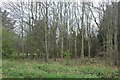 Horseshoe Wood by Coombe Road, Thrift Hill in Kelshall