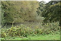 Pond east of Langley Loch in ME17 3NQ