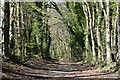 Tree-lined by-way on Broughton Down in SO20 8DA