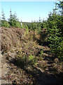 Forest Track in AB55 6UH