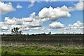Methwold Hythe: Ploughed field in IP26 4QF